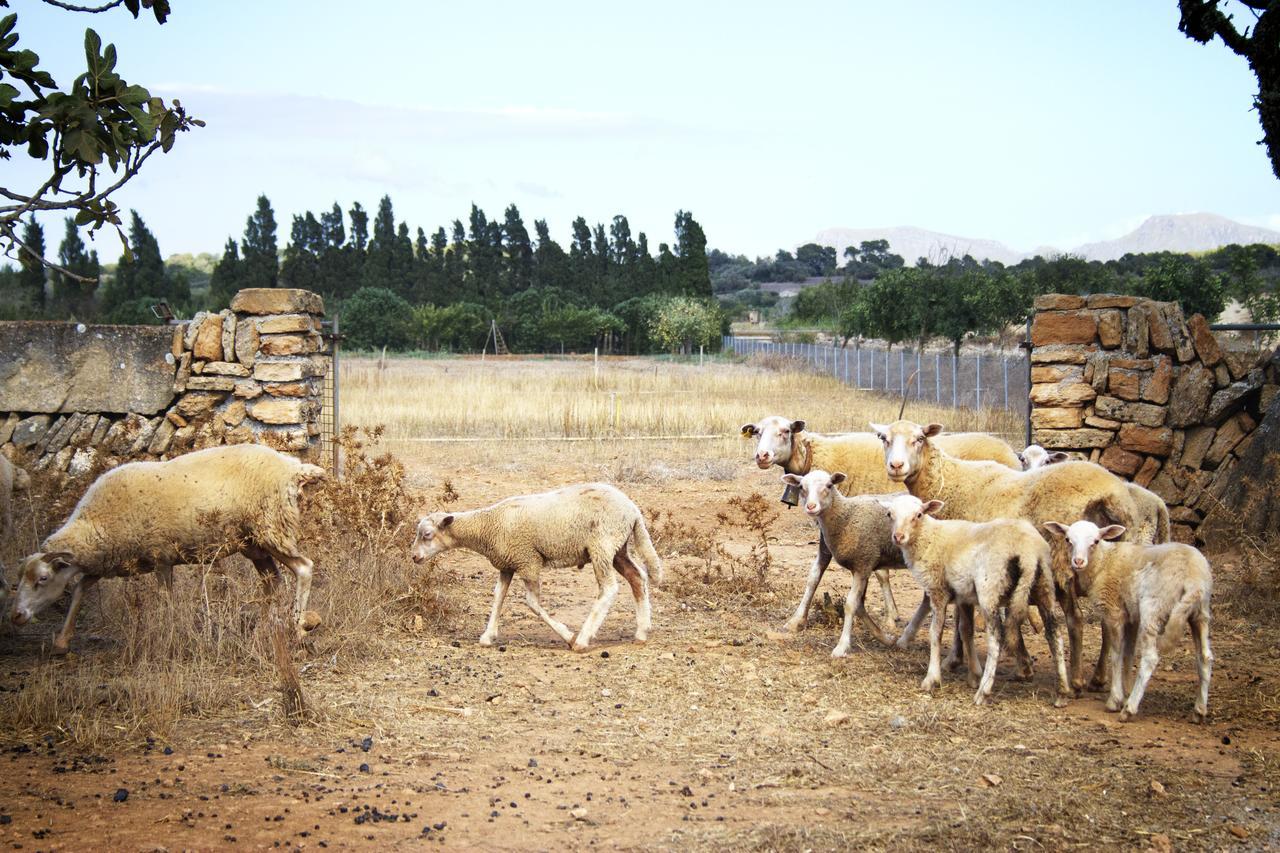 Agroturismo Can Pere Rei Son Serra de Marina Exterior photo