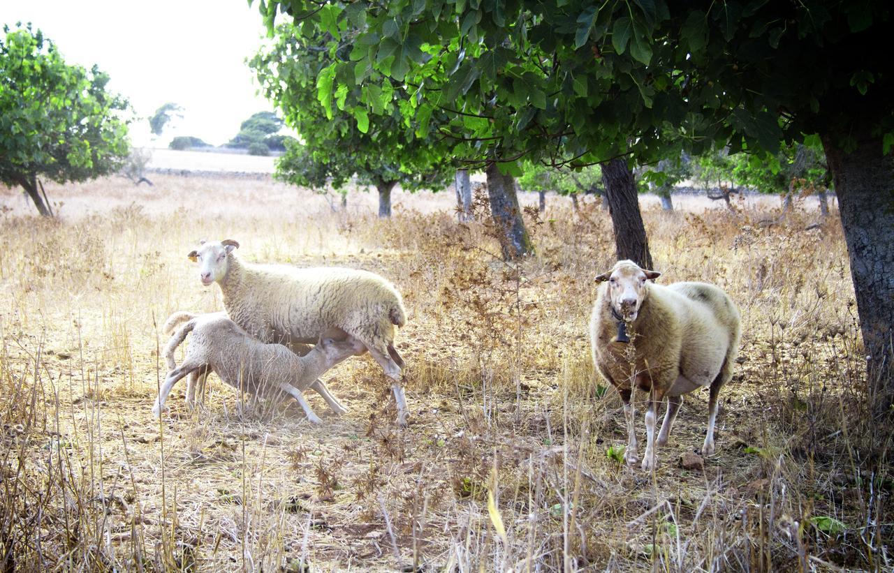 Agroturismo Can Pere Rei Son Serra de Marina Exterior photo